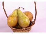POIRE CONFERENCE